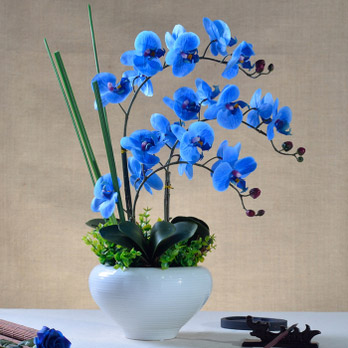 蓝色蝴蝶兰的花语是什么?