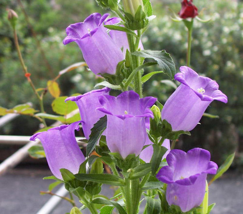 紫色风铃花的花语是什么?